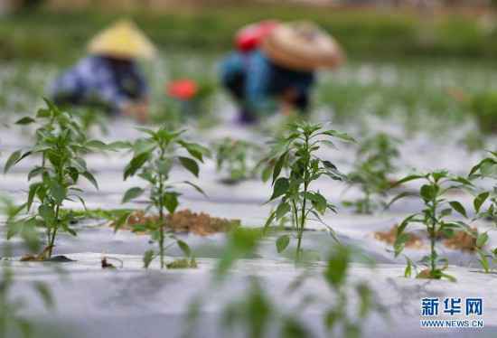 贵州玉屏:辣椒种植助农增收