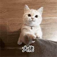 猫咪呆萌gif