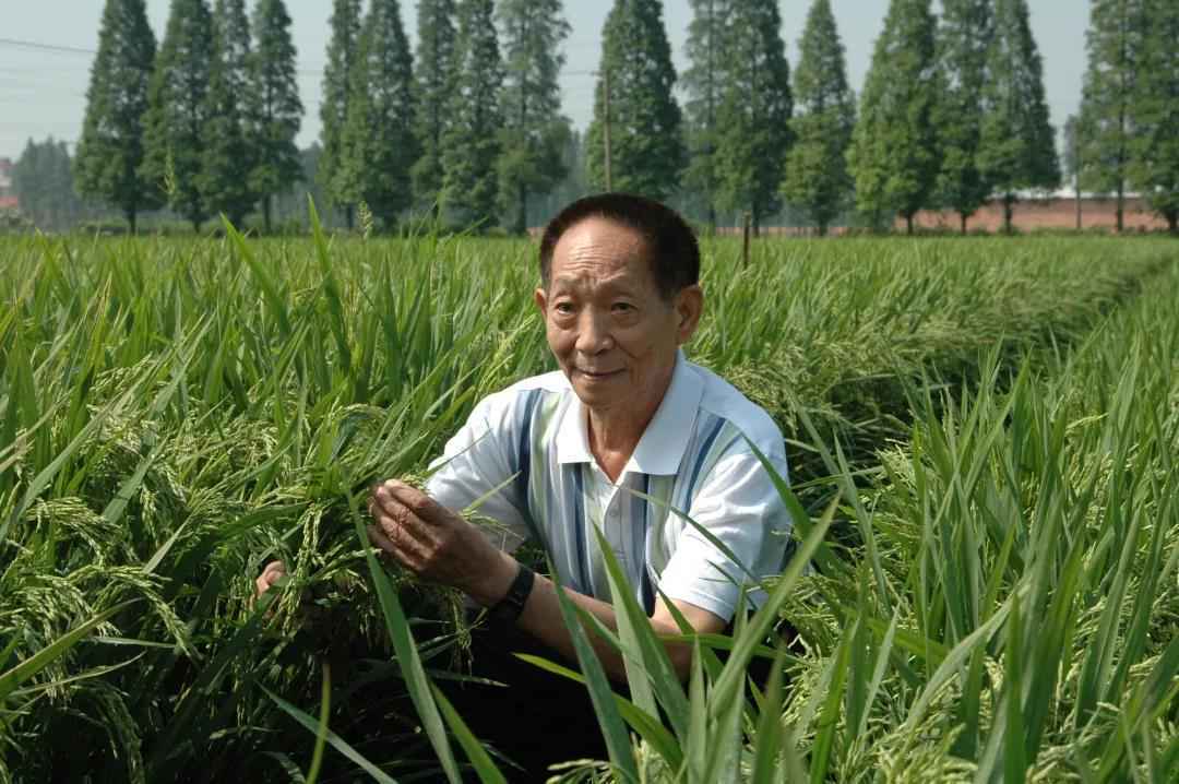 跨越世界水稻育种禁区，他的论文孕育了杂交水稻