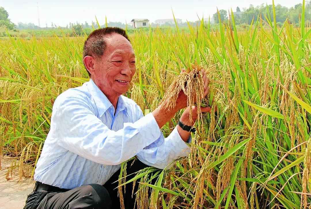 跨越世界水稻育种禁区，他的论文孕育了杂交水稻