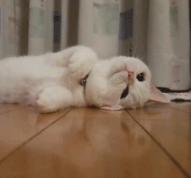 猫咪呆萌gif