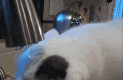 简单猫咪gif