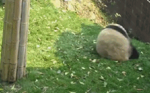 熊猫gif