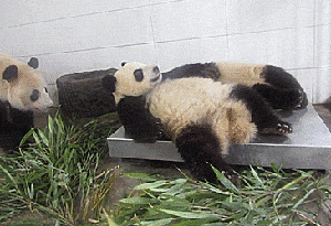 熊猫搞笑