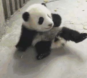 搞笑熊猫gif