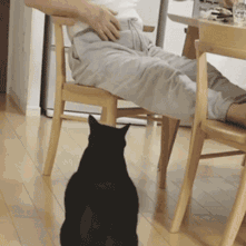 搞笑猫咪gif