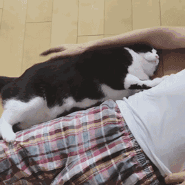 有趣猫咪gif