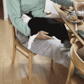 猫咪个性gif