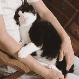 猫咪可爱gif