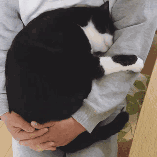 猫咪gif