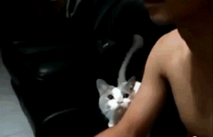 猫咪可爱GIF