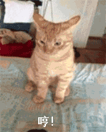 猫咪可爱GIF