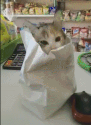 动物呆萌GIF