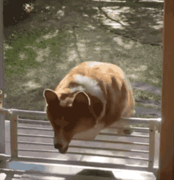 动物可爱GIF