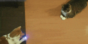 可爱动物GIF