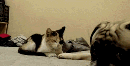 搞笑生活GIF