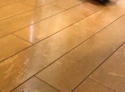 动物可爱