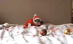 可爱动物GIF
