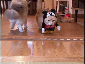 搞笑动物GIF