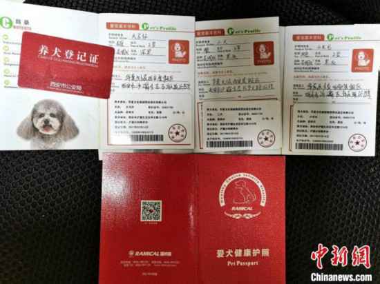 真狼出演实景剧《驼铃传奇》?官方调查系犬科类动物