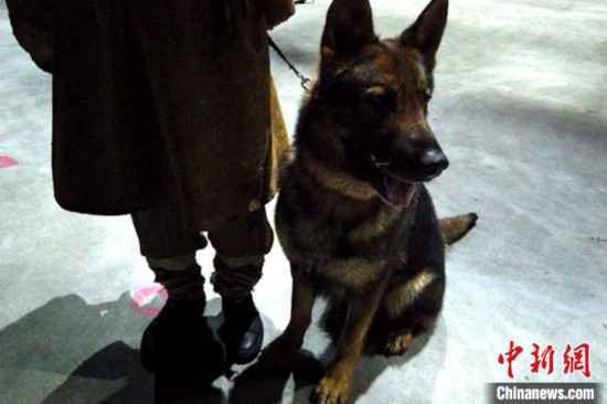 真狼出演实景剧《驼铃传奇》?官方调查系犬科类动物