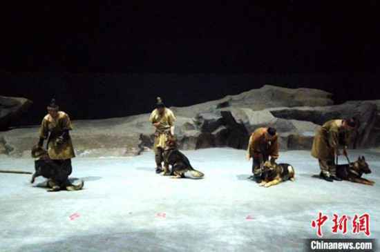 真狼出演实景剧《驼铃传奇》?官方调查系犬科类动物