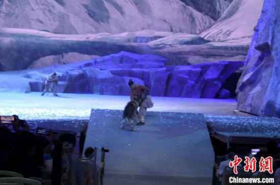 真狼出演实景剧《驼铃传奇》?官方调查系犬科类动物