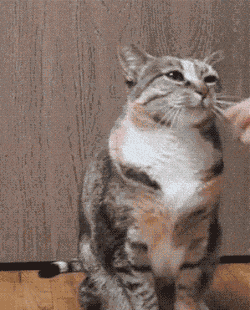 猫咪呆萌GIF