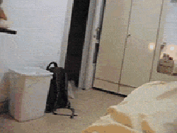 搞笑猫咪GIF