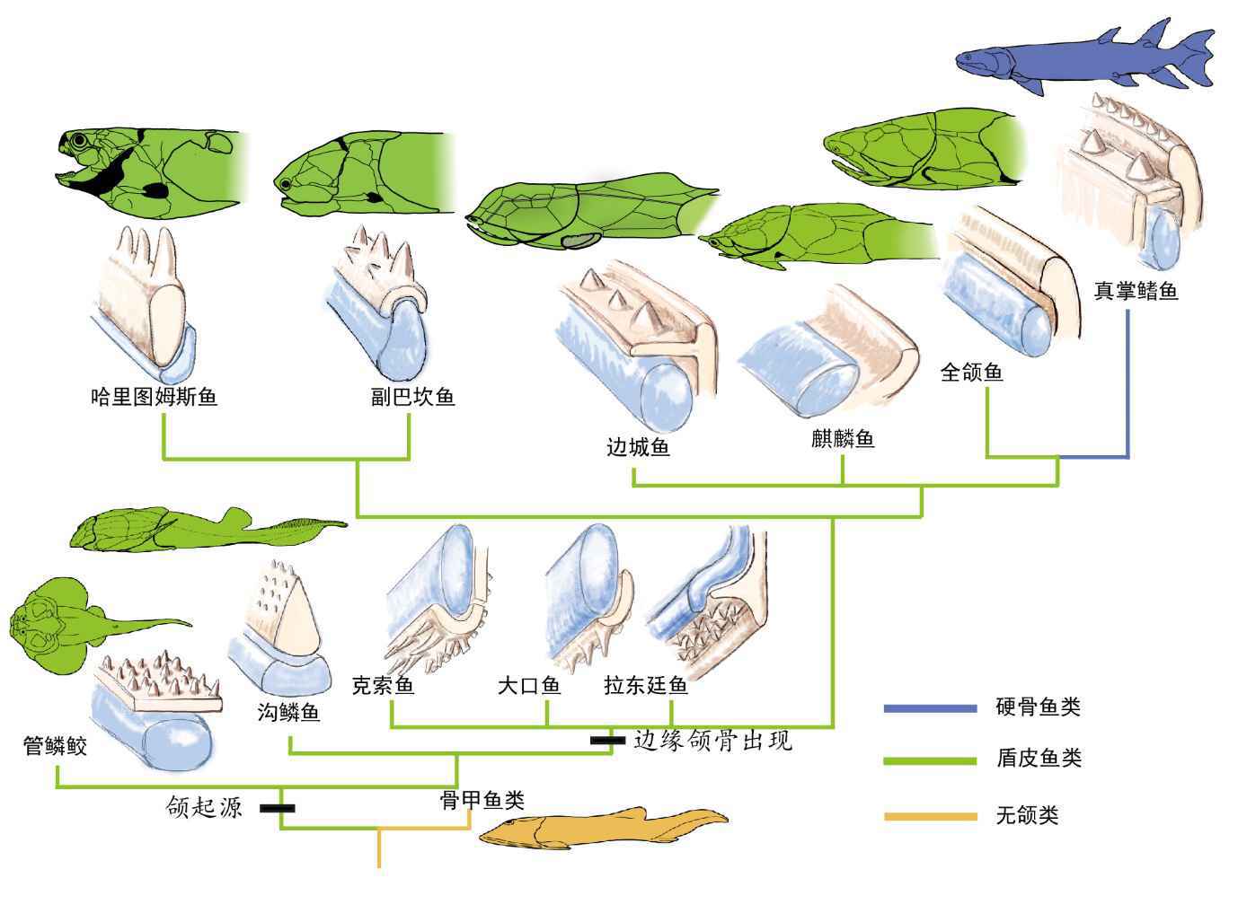 志留纪袖珍边城鱼：为颌与牙齿早期演化提供重要实证