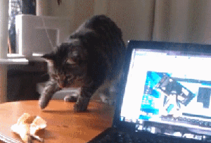 有趣猫咪GIF