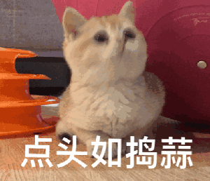 萌宠猫咪gif