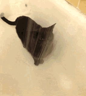 搞笑猫咪GIF