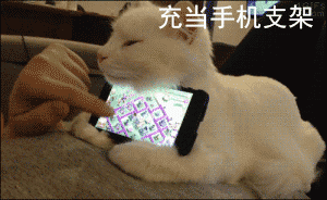 猫咪可爱GIF