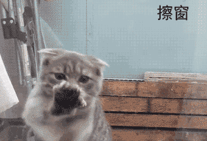 搞笑猫咪GIF