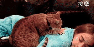 猫咪呆萌GIF