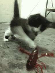 搞笑GIF
