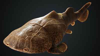 重庆秀山发现志留纪袖珍边城鱼化石 人类的颌骨起源居然跟这条小鱼有关
