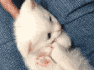 猫咪gif