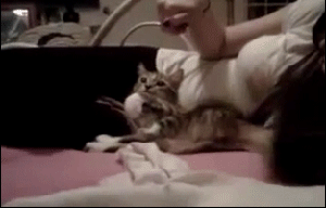 呆萌猫咪gif