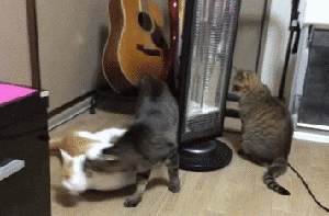 猫咪gif