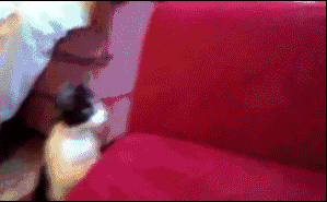 搞笑猫咪gif