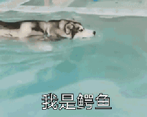 搞笑狗狗gif