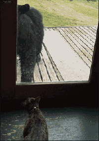 逗逼猫咪