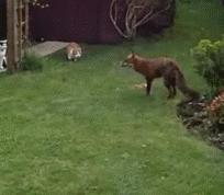 搞笑猫咪图片