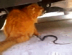 搞笑猫咪