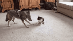 有趣猫咪