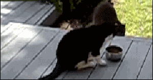 逗逼猫咪图片