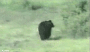 猫咪有趣