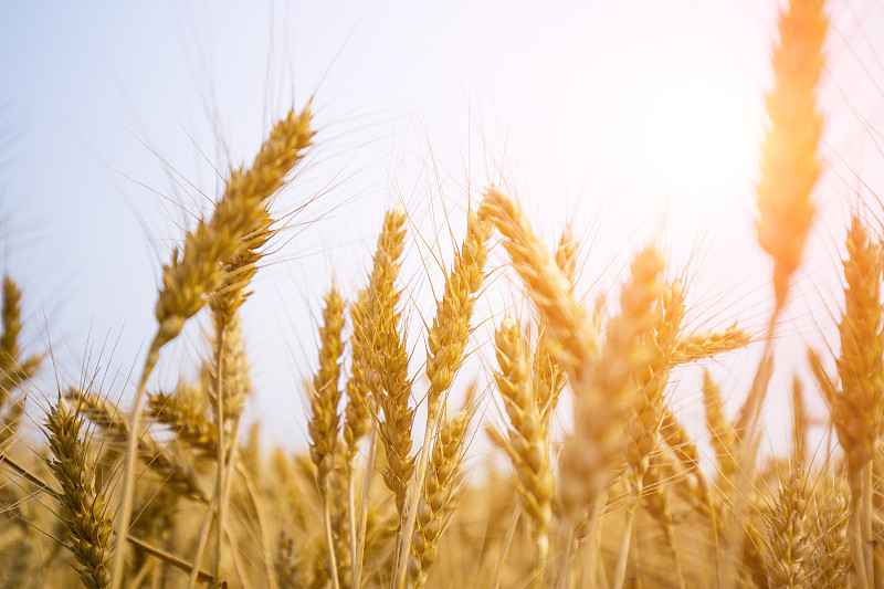 我们天天吃的小麦从哪里起源